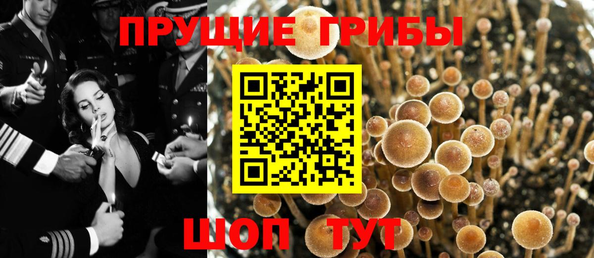 Петровск  Псилоцибиновые грибы прущие грибы  Вход с VPN  Галлюциногенные грибы прущие грибы 